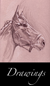 Equine Drawings