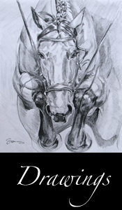 Equine Drawings