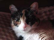 head shot of Lily calico cat