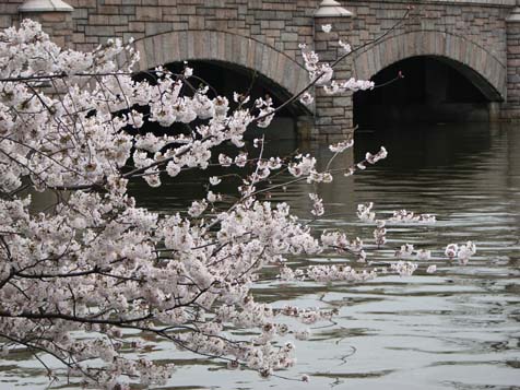Cherry Blossomed Bridge cherry blossoms by the bridge