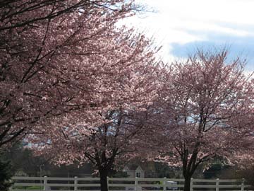 Barn Trees A row of cherry trees at the barn