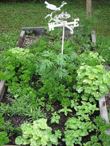 Herb Garden garden