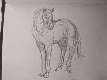 Horse Sketch sketch of a horse