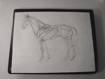 Horse Anatomy Sketch Sketch of the anatomy of the horse