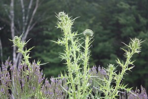 Thistles