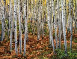 images-4