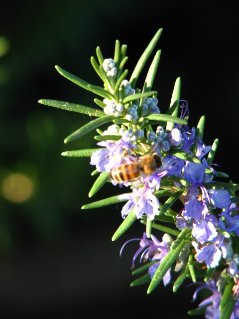 Bumble Bee